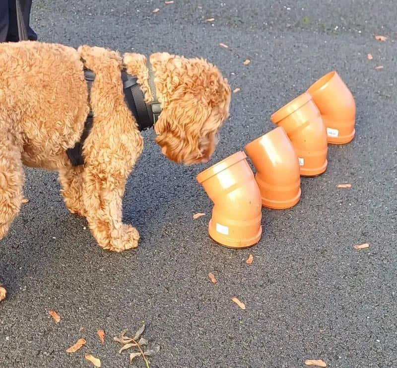 A dog having fun in a UK Sniffer Dog class