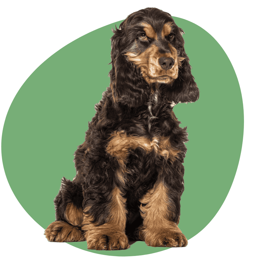 Contact Dog's Purpose local Tamworth dog trainer