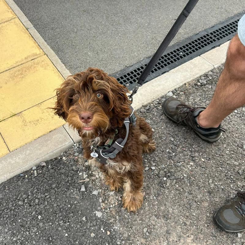 Dog behaviour help sessions