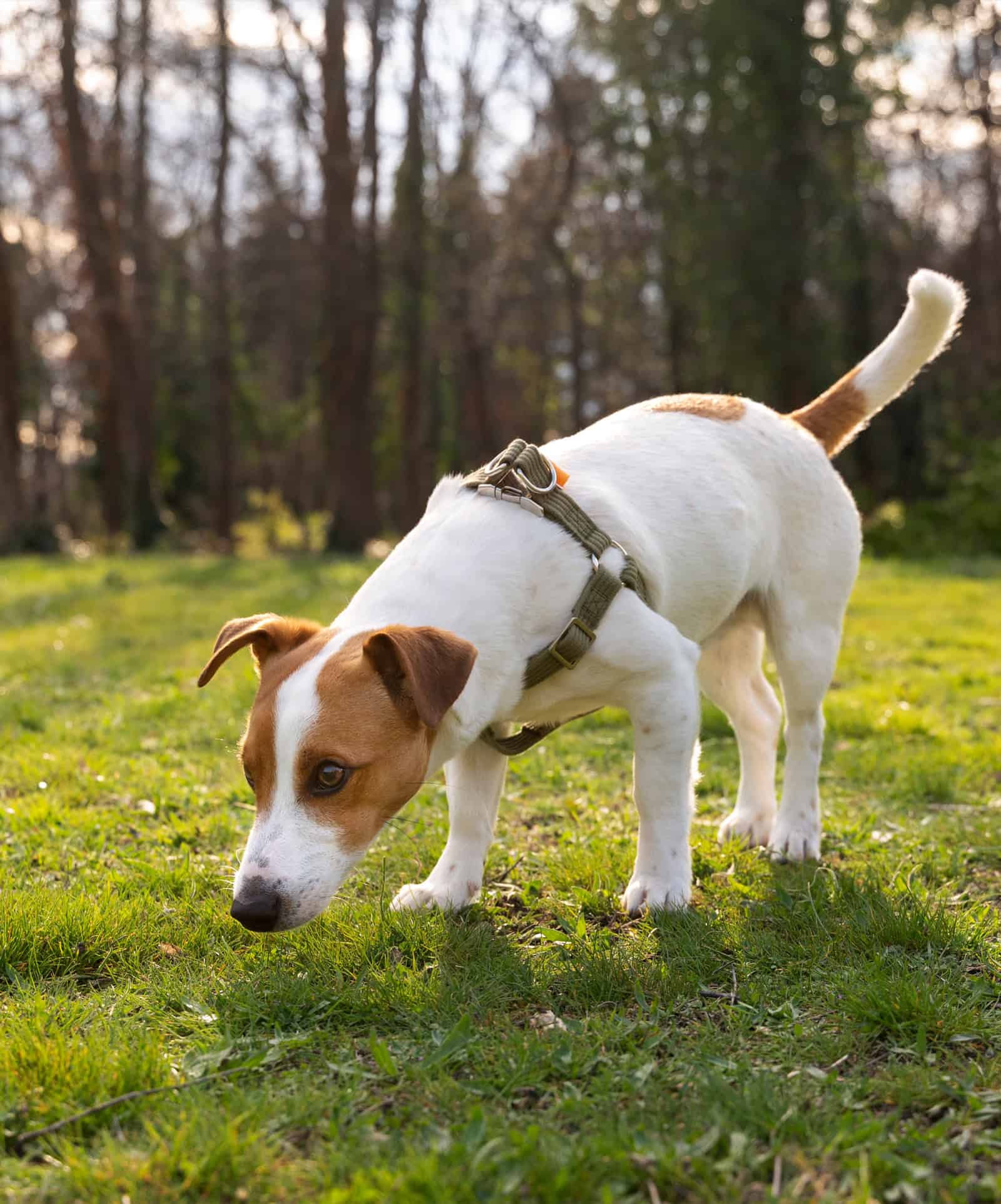 Dog scentwork training Tamworth, Polesworth, Lichfield, Sutton Coldfield, Kingsbury, Atherstone, Nuneaton , Fillongley , Measham, Coalville, Ashby De La Zouche and Ibstock
