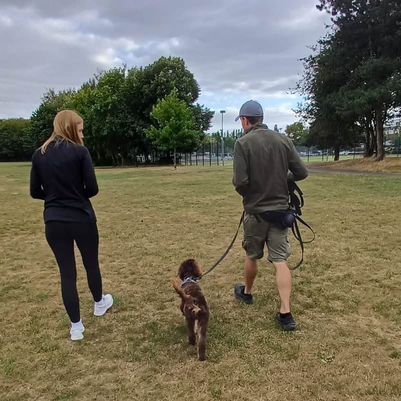 Dog training a reactive dog