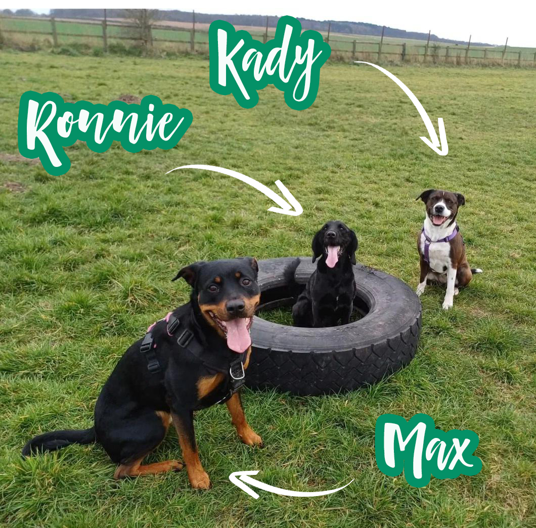 Dog training for reactive dogs