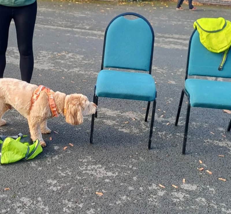 Dog using it's nose to find something