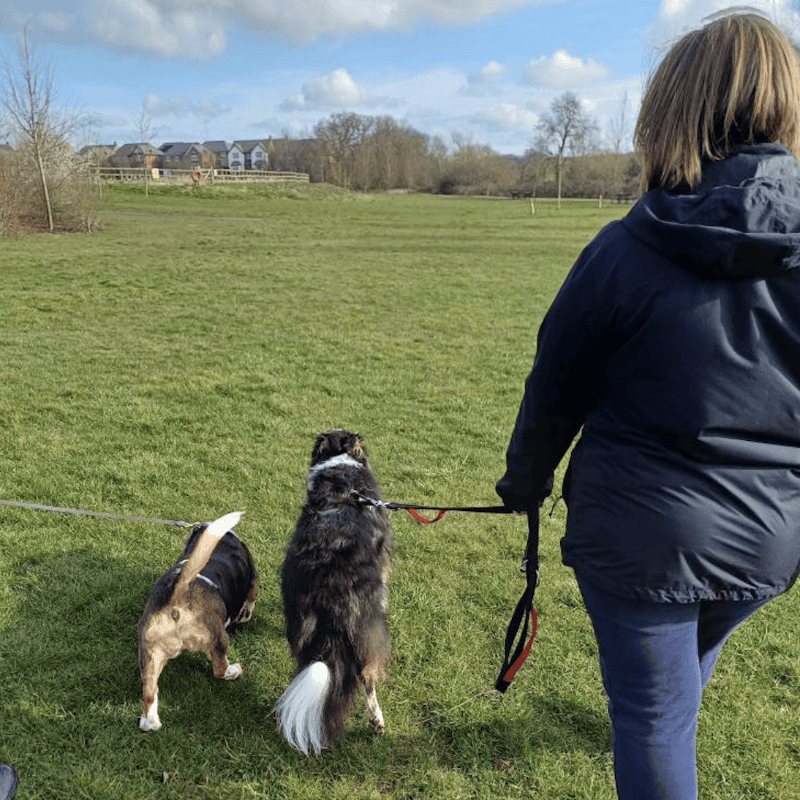 Dog's Purpose working with a reactive dog in Tamworth