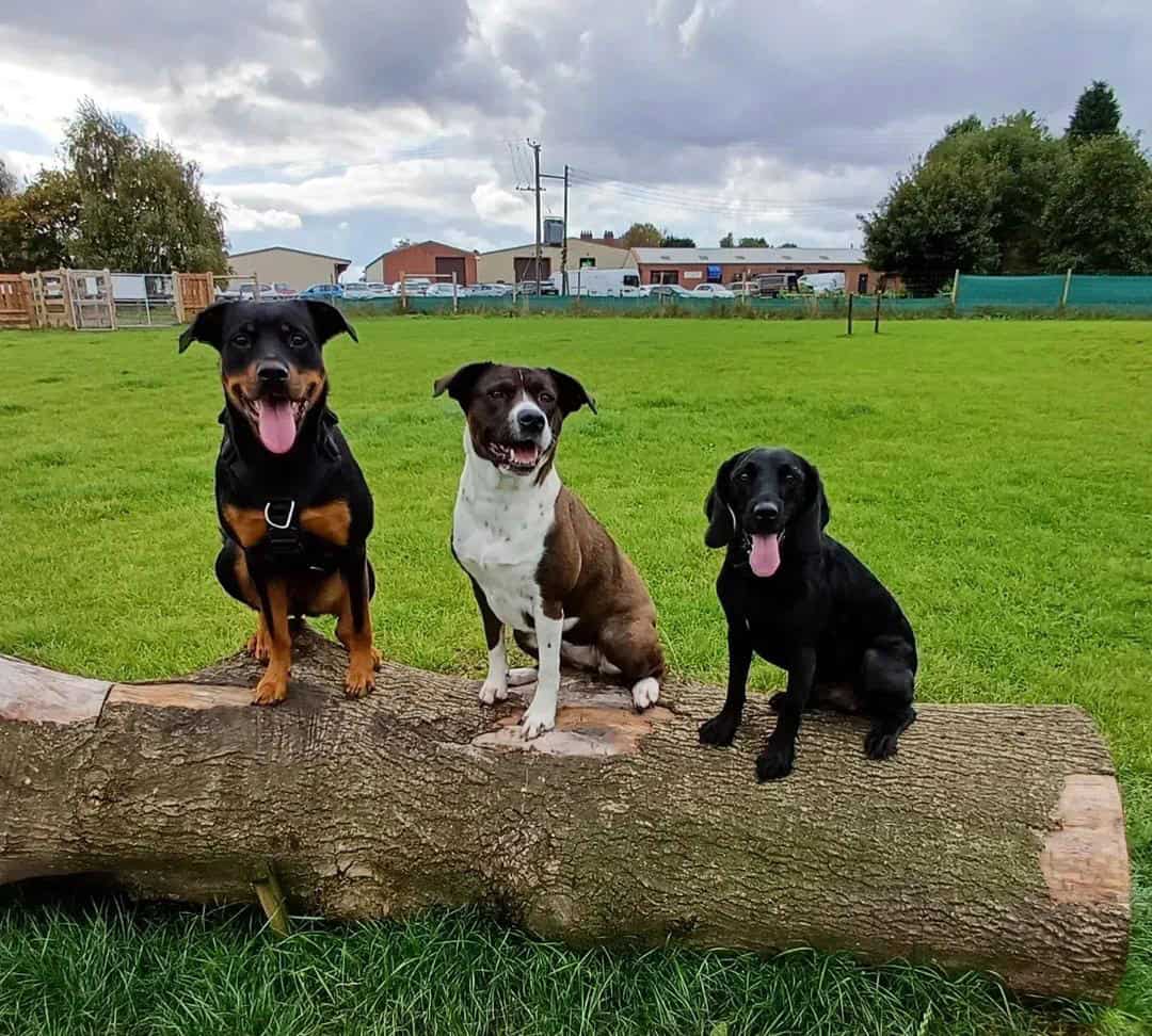 Local dog trainer Tamworth Dog's Purpose