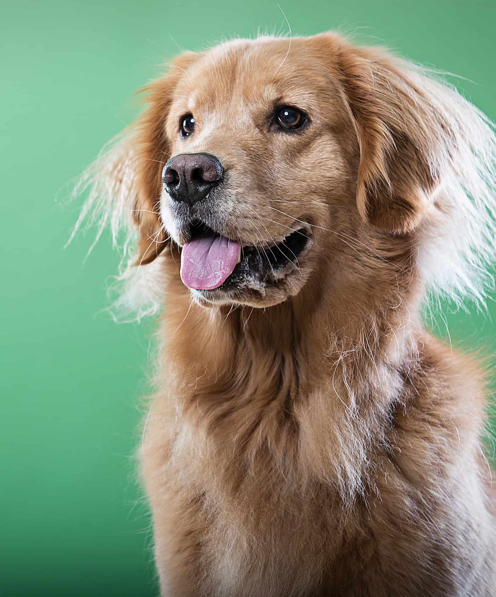 Local dog training in Tamworth, Polesworth, Lichfield, Sutton Coldfield, Kingsbury, Atherstone, Nuneaton , Fillongley , Measham, Coalville, Ashby De La Zouche and Ibstock Local dog training in Tamworth, Polesworth, Lichfield, Sutton Coldfield, Kingsbury, Atherstone, Nuneaton , Fillongley , Measham, Coalville, Ashby De La Zouche and Ibstock