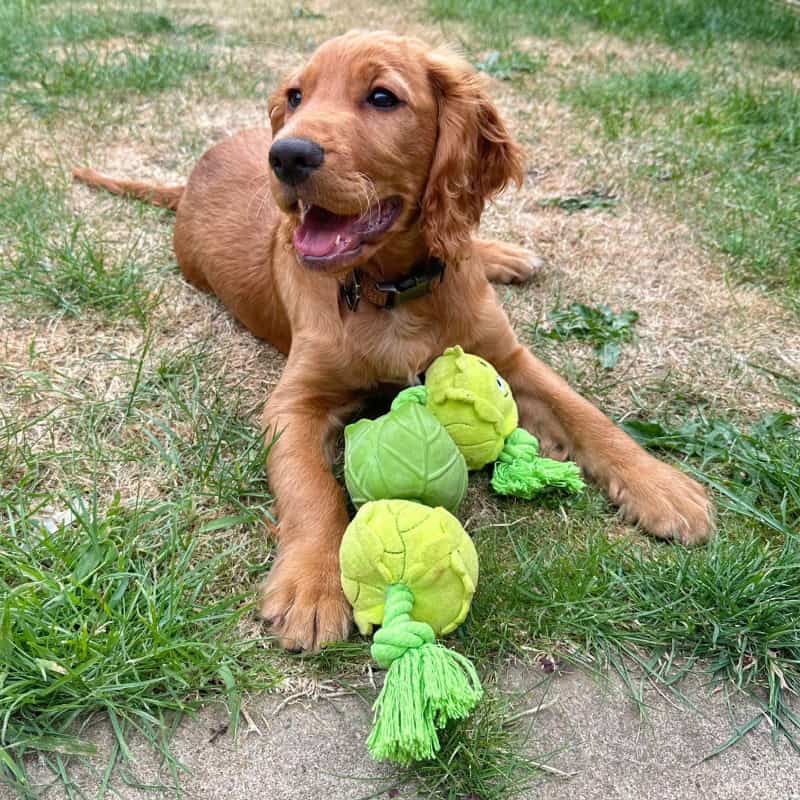 Local dog training near me Tamworth