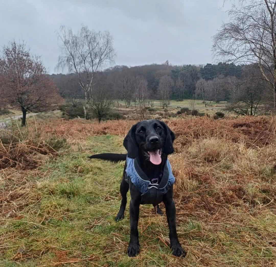 Positive and ethical dog training Tamworth