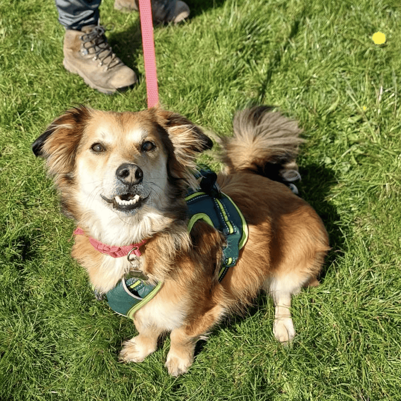 Reactive dog support