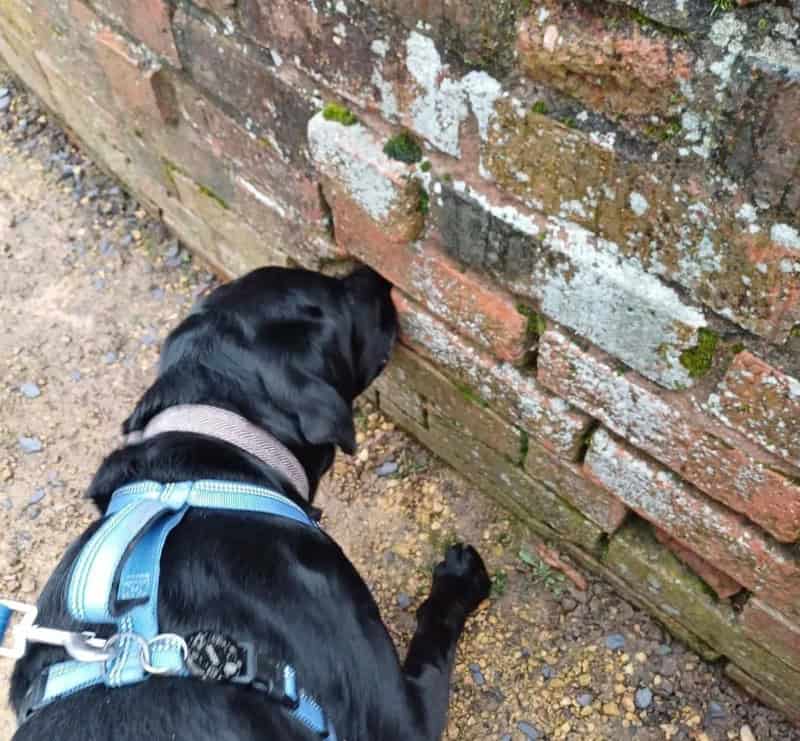 Scent work dog training sessions Tamworth