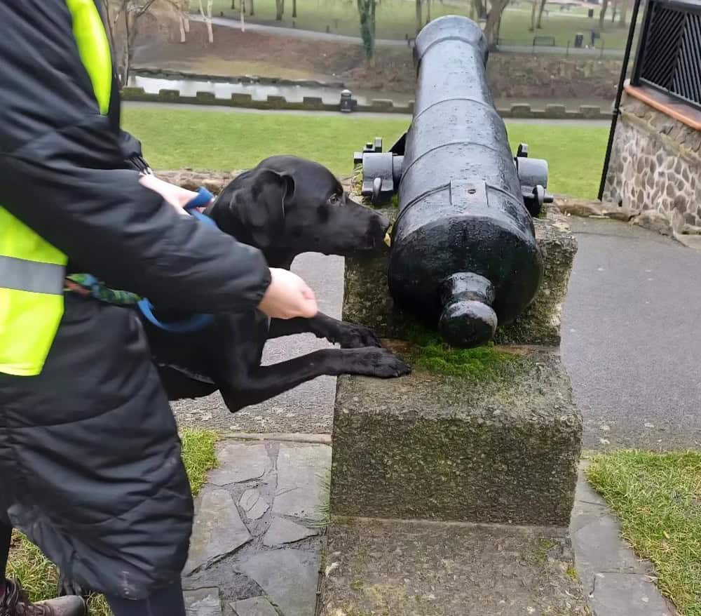 Uk Sniffer Dog Classes dog leanring scent work